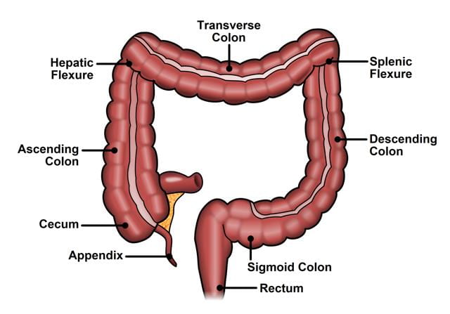 Colon and Rectal Surgery