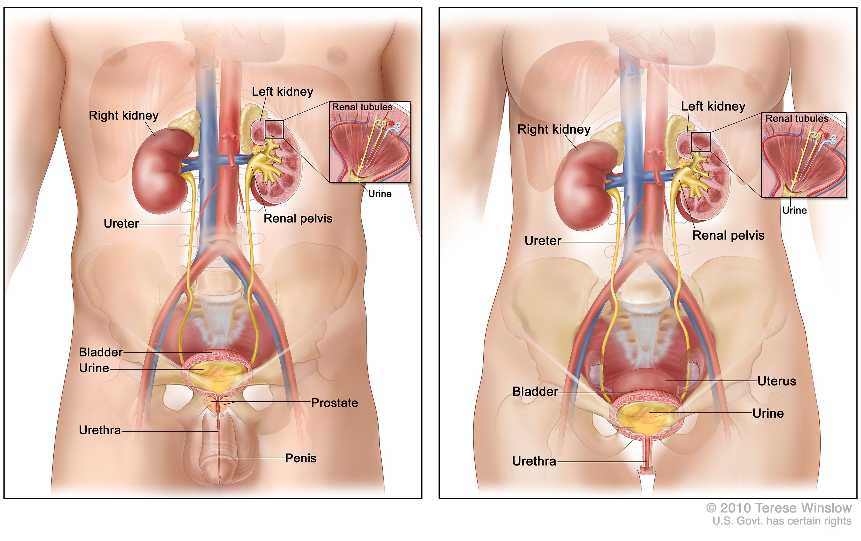 Bladder Cancer Treatment