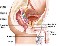 Testicular Cancer Treatment