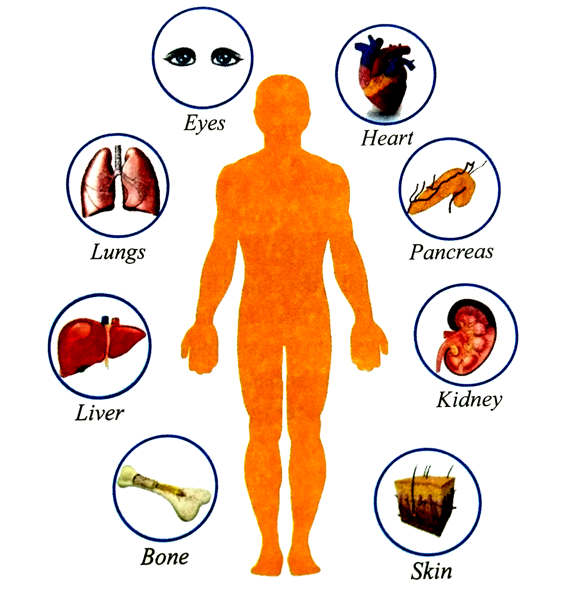 Organ Transplant Surgery